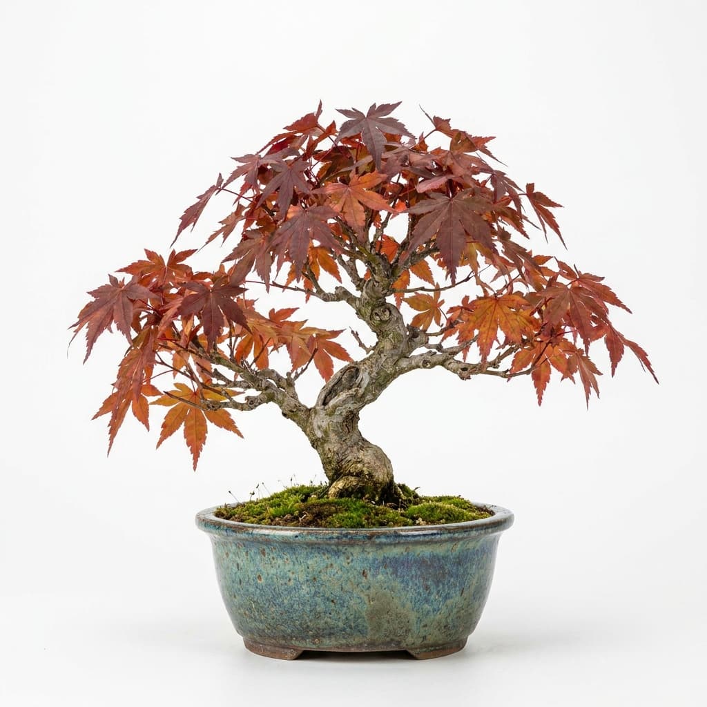 Japanese Maple
